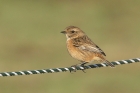 Stonechat by Mick Dryden Stonechat by Mick Dryden