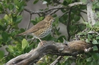 Song Thrush by Mick Dryden