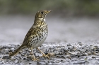 Song Thrush by Romano da Costa