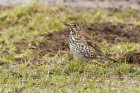 Song Thrush by Mick Dryden