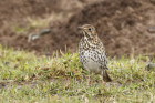 Song Thrush by Mick Dryden Song Thrush by Mick Dryden