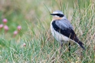 Wheatear by Romano da Costa