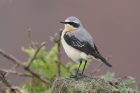 Northern Wheatear by Mick Dryden