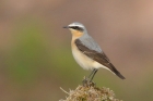 Wheatear by Mick Dryden Wheatear by Mick Dryden