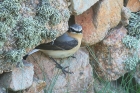 Wheatear by Mick Dryden