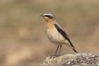 Wheatear by Mick Dryden