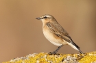 Wheatear by Mick Dryden Wheatear by Mick Dryden