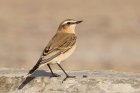 Wheatear by Mick Dryden Wheatear by Mick Dryden