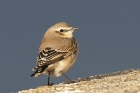 Wheatear by Mick Dryden