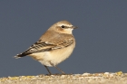 Wheatear by Mick Dryden