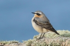 Northern Wheatear by Mick Dryden