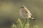 Wheatear by Mick Dryden Wheatear by Mick Dryden