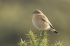 Wheatear by Mick Dryden