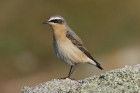 Northern Wheatear by Mick Dryden