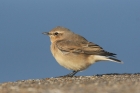 Northern Wheatear by Mick Dryden