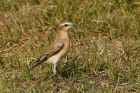 Wheatear by Mick Dryden Wheatear by Mick Dryden