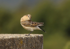 Wheatear by Mick Dryden