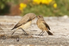 Wheatear and Stonechat by Mick Dryden