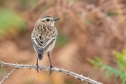 Whinchat by Romano da Costa