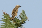 Whinchat by Romano da Costa Whinchat by Romano da Costa