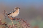 Whinchat by Romano da Costa