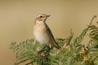 Whinchat by Mick Dryden Whinchat by Mick Dryden