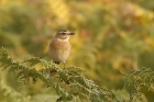 Whinchat by Mick Dryden Whinchat by Mick Dryden