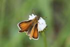 Skipper sp by Mick Dryden Skipper sp by Mick Dryden