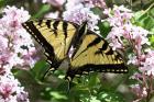 Canadian Tiger Swallowtail by Mick Dryden