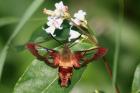 Hummingbird Clearwing Moth by Mick Dryden