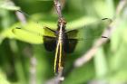 Spreadwing by Mick Dryden