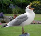 Herring Gull by Dave Marsh