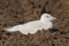 Glaucous Gull. Romano da Costa