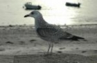 Yellow-legged Gull by Romano da Costa