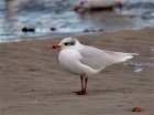 Mediterranean Gull by Alan Gicquel