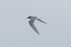 Arctic Tern by Mick Dryden
