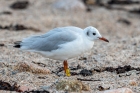 Black headed Gull by Romano da Costa