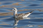 Black-headed Gull by Mick Dryden