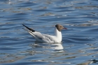 Black-headed Gull by Mick Dryden Black-headed Gull by Mick Dryden