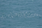 Black headed Gulls by Mick Dryden