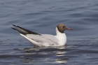 Black headed Gull by Mick Dryden