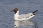 Black headed Gull by Mick Dryden