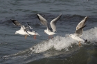 Black headed Gulls by Mick Dryden