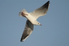 Black-headed Gull by Mick Dryden Black-headed Gull by Mick Dryden