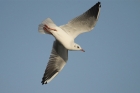 Black-headed Gull by Mick Dryden