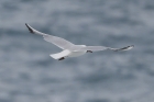 Black headed Gull by Mick Dryden