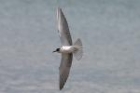 Black Tern by Mick Dryden