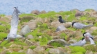 Black Tern by Nick Jouault