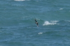 Great Skua by Mick Dryden Great Skua by Mick Dryden