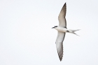 Bridled Tern by Romano da Costa Bridled Tern by Romano da Costa